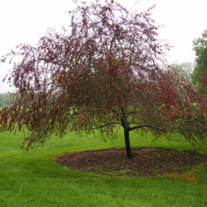 Malus 'prairifire' #15 - Crabapple Tree