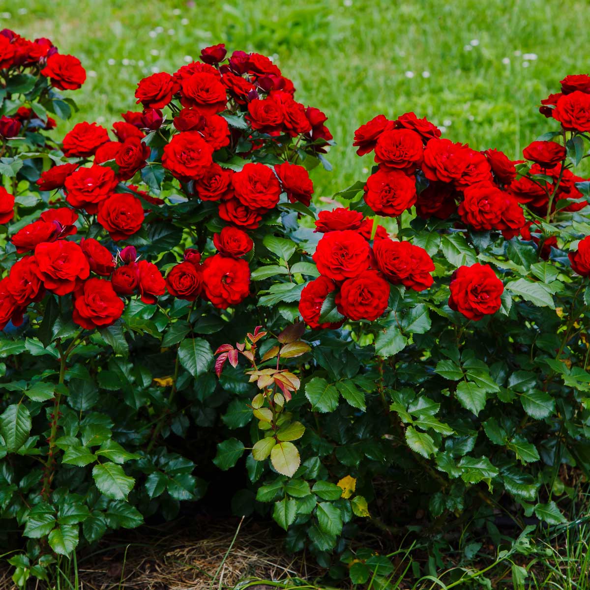Rosa Prostrata Red #01 - Red Roses