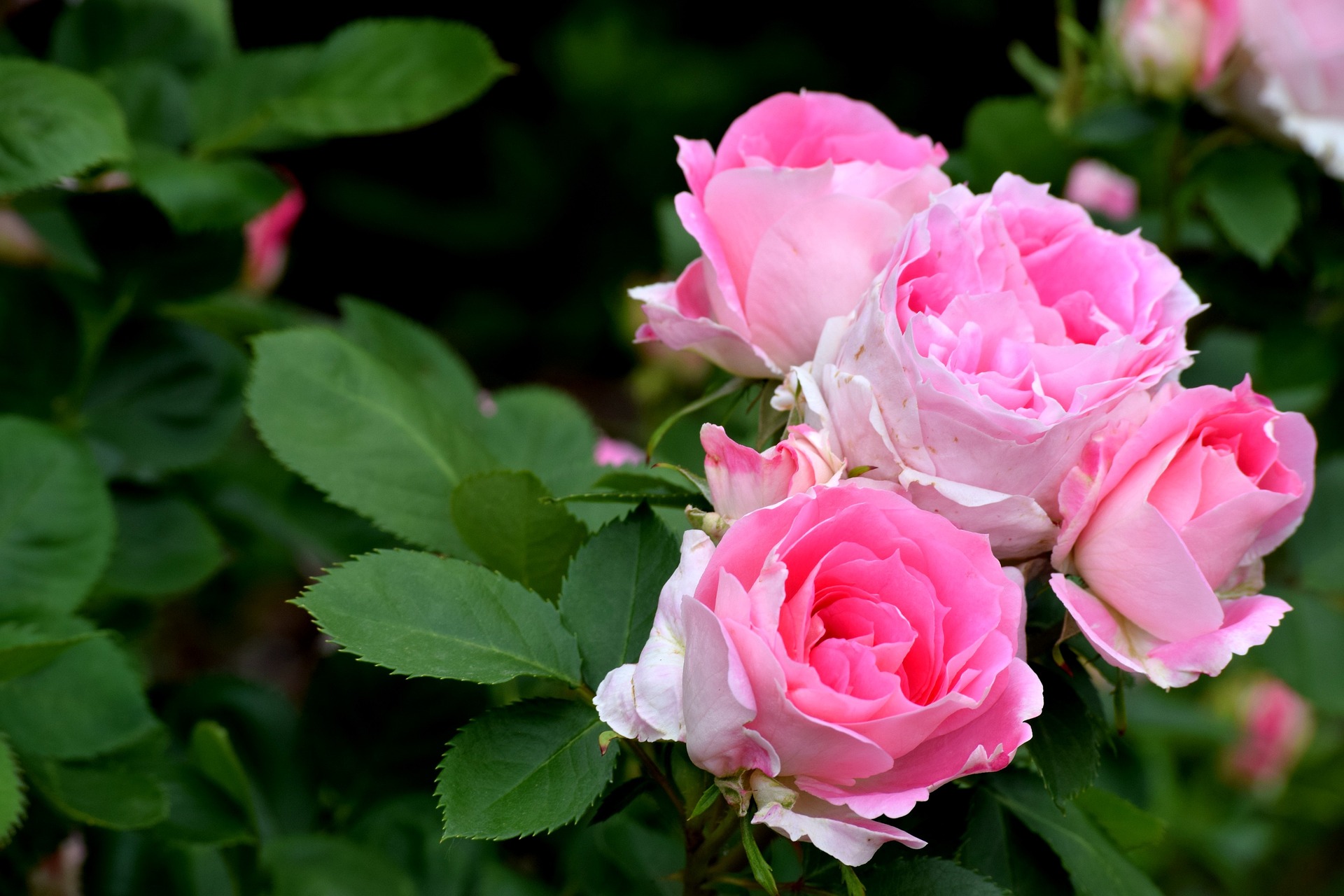 Rosa Prostrata Pink #01 - Pink Roses