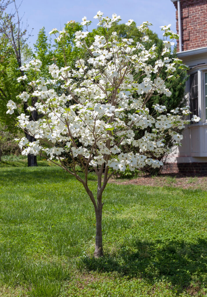 Cornus 'Eddies White Wonder' #15 White Dogwood